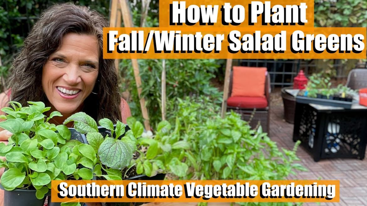 How to Plant Winter Salad Greens / Southern Climate Fall-Winter Vegetable Gardening Guide🥬