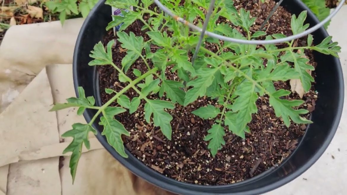 Serenity Garden Tips for Plants to Thrive