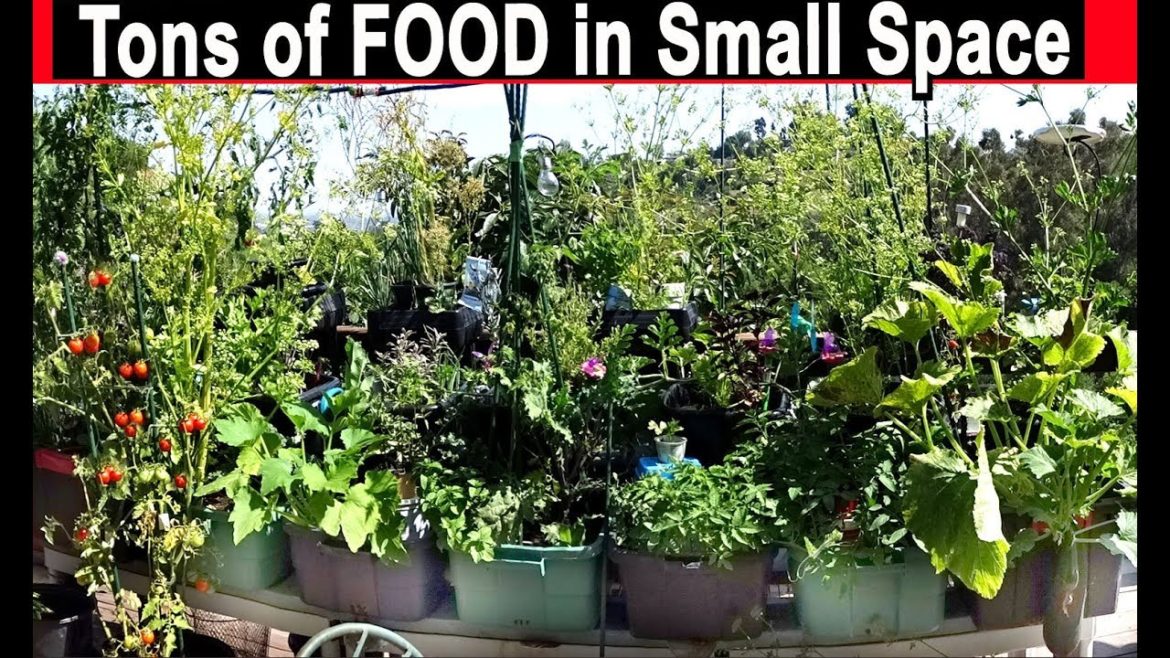 How to Grow Vegetables In Small Spaces Container Gardening Pot Plants Ideas Tomatoes Zucchini How to Grow Vegetables In Small Spaces Container Gardening Pot Plants Ideas Tomatoes Zucchini