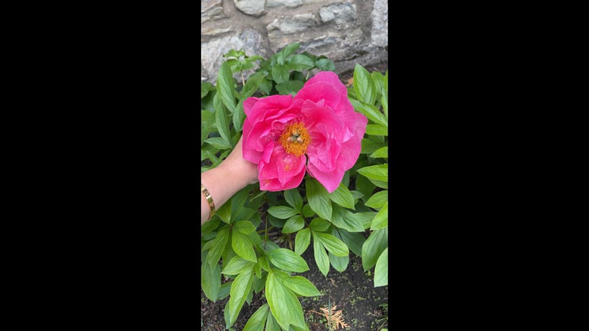 Cute Gardening Must-Haves | Amazon Finds | Gardening Tips | Fashionable Gardener | Alena Votchits Cute Gardening Must-Haves | Amazon Finds | Gardening Tips | Fashionable Gardener | Alena Votchits