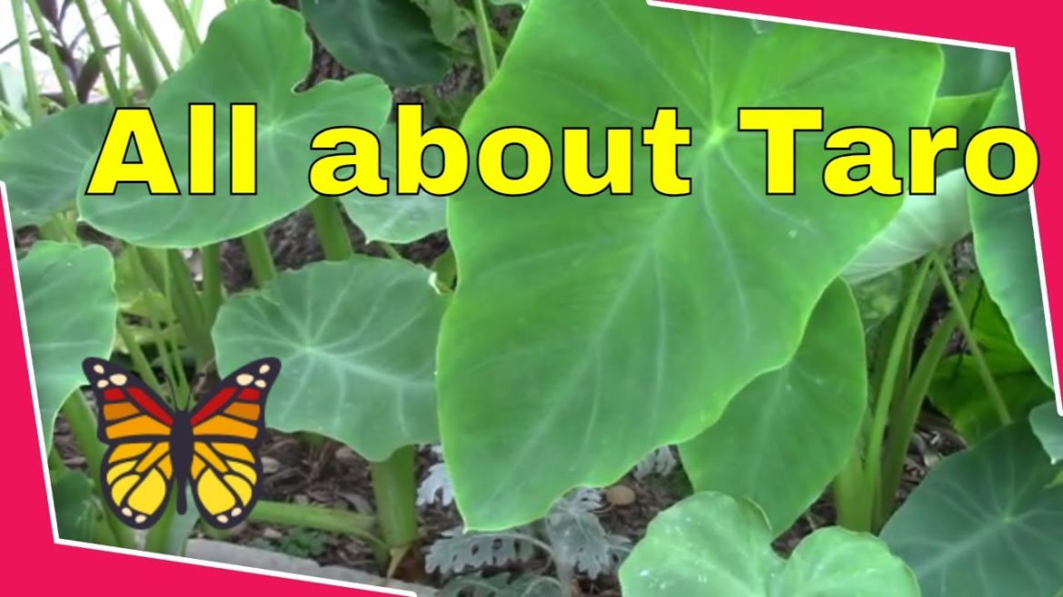 All about Taro & how to grow. Edible garden landscape root plants. A.K.A. Kalo Dasheen Elephant Ear.