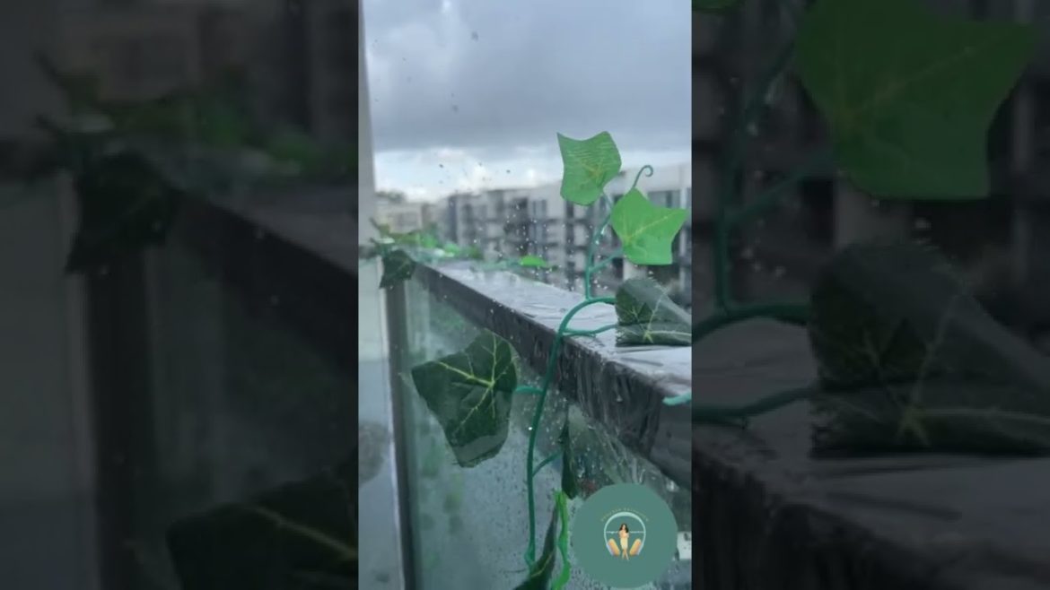 How to Garden #shorts | Edible Garden Tips | #Singapore #shortsvideo #Easy Gardening tips #vlog