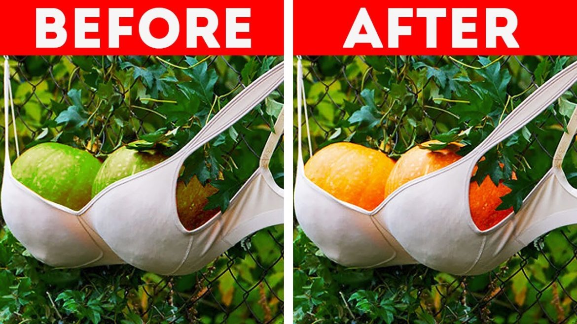 Upgrade your garden using these genius tips || Gardening Hacks🌱 Upgrade your garden using these genius tips || Gardening Hacks🌱