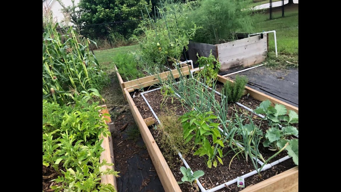 Backyard Garden Tour | Georgia Summer Garden July 2020