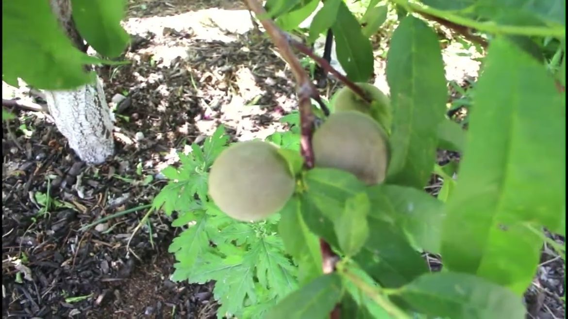 Want to tour my happy (edible) Garden? Want to tour my happy (edible) Garden?
