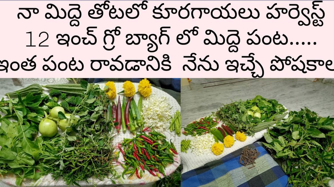 gardening #garden harvest#otg#terrace garden#vegetable harvest#ridge guard,chilly,leafy greens,okra