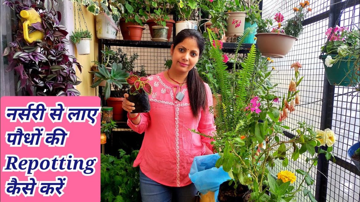 Best Tips For Repotting Nursery Plants | Gardening Tips | Nursery Plant Shopping & Repotting |