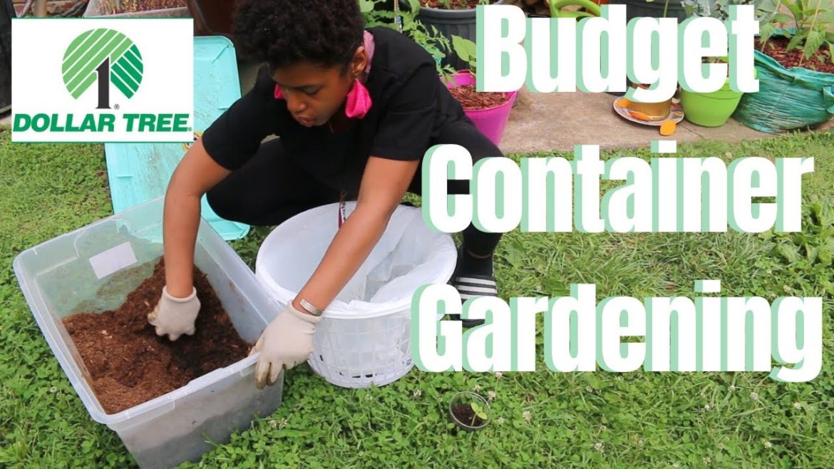 Gardening with a Dollar Store Laundry Basket|Black Girls Grow Gardening with a Dollar Store Laundry Basket|Black Girls Grow