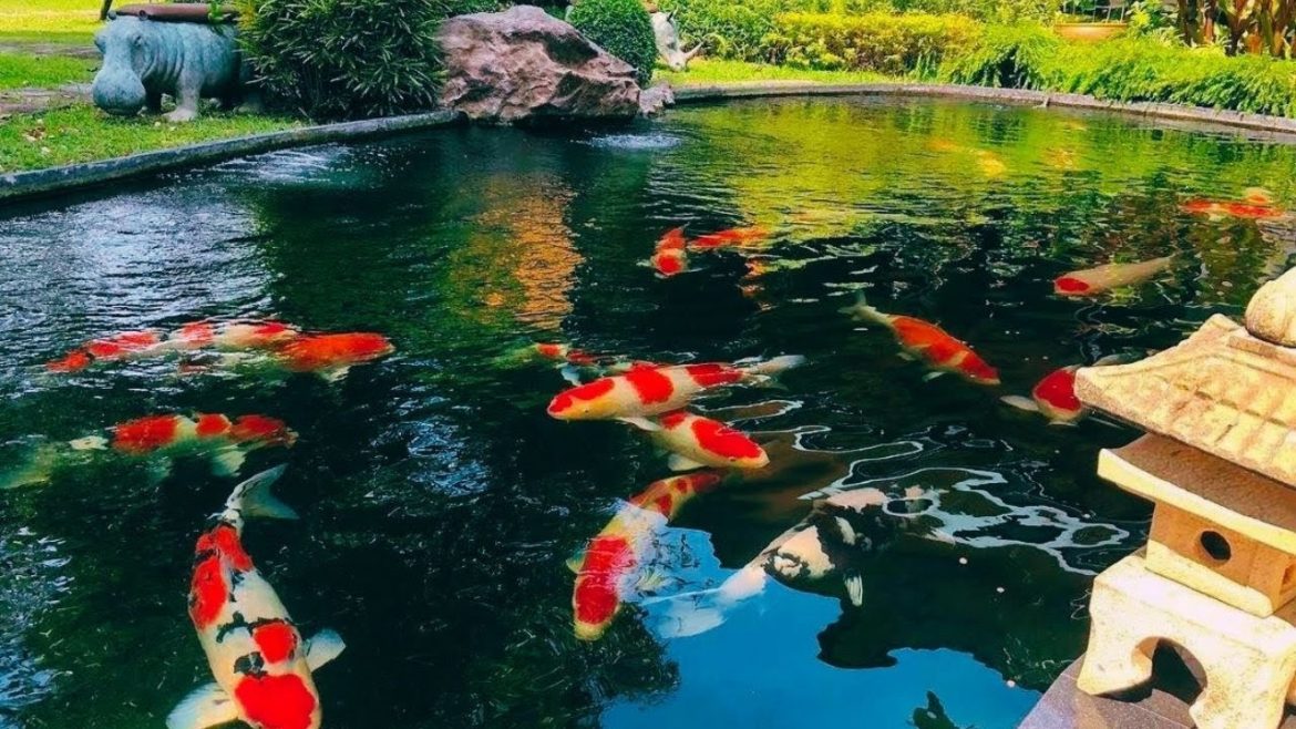 $80,000 Incredible Backyard Koi Pond | Japanese Koi Pond Garden Design $80,000 Incredible Backyard Koi Pond | Japanese Koi Pond Garden Design
