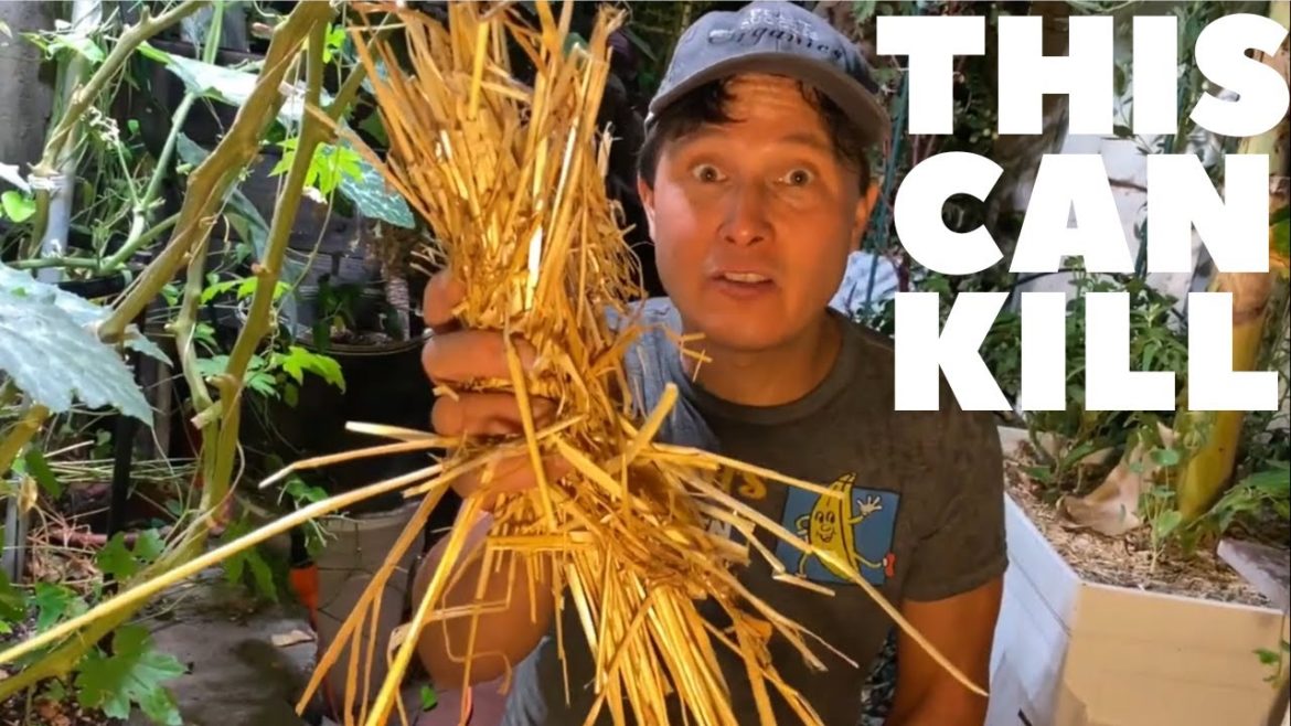 Straw Mulch Can Kill Your Plants! How to Fix if it Happens to You