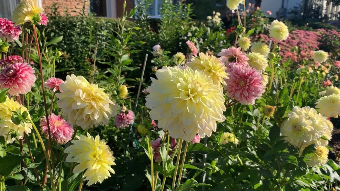 September Front Yard Garden Tour | Roses, Dahlias, Sedum