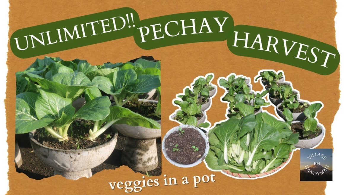 CONTAINER GARDEN UNLIMITED PECHAY (Bok Choy) HARVEST!! | Gardening