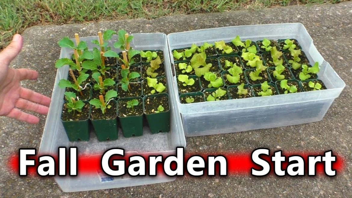 Fall Container Garden SEED START Lettuce and Kale PLUS Harvests and Animals Fall Container Garden SEED START Lettuce and Kale PLUS Harvests and Animals
