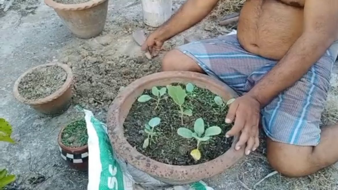 Bapbatar  ছাদ বাগান || Rooftop Garden in Kolkata ||Rooftop Vegetable Garden ||Bapbatar Songsar ||
