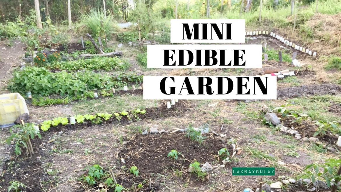 Mini Edible Garden Tour Part 2