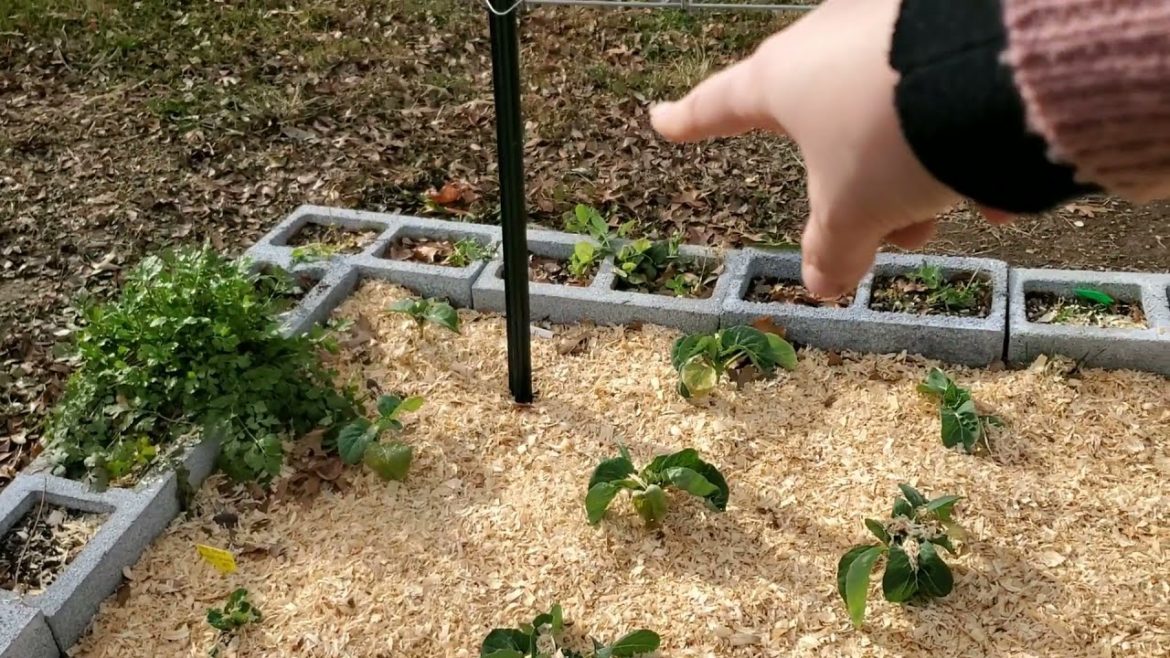 Morning chores and garden plans