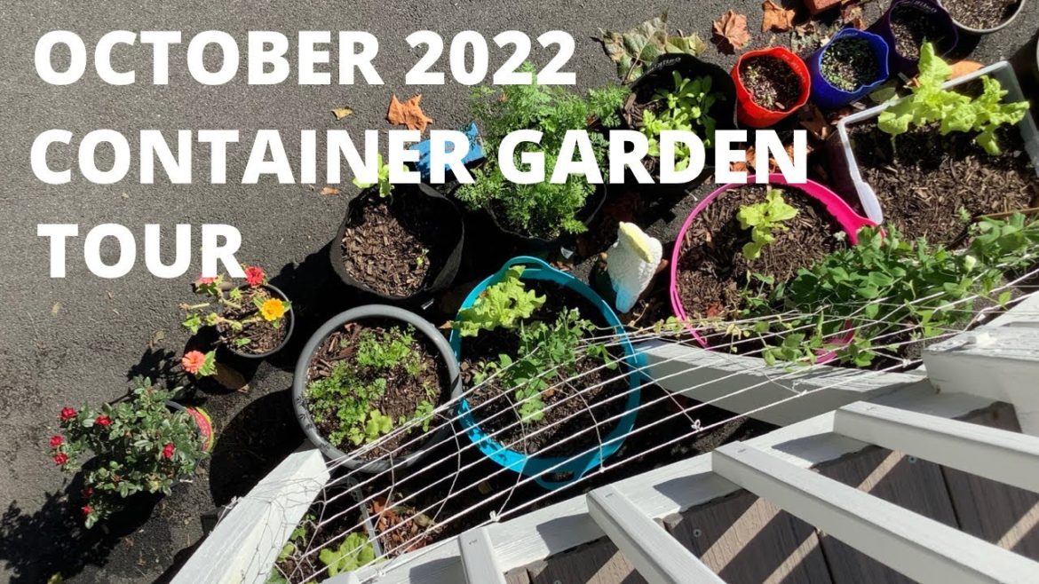 October 2022 Container Garden Tour / Plants ARE Still Growing! / October 6, 2022