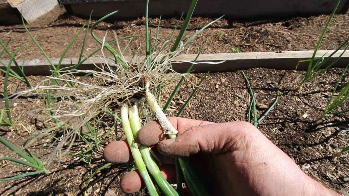 Tending to the  Edible Garden