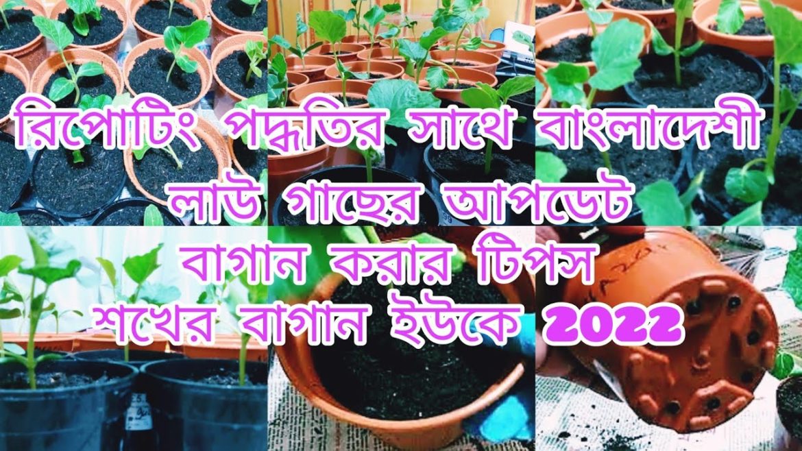 Bangladeshi Gourd Plants Update With Repotting Method's || Gardening Tips || Shoukher Bagan UK 2022 Bangladeshi Gourd Plants Update With Repotting Method's || Gardening Tips || Shoukher Bagan UK 2022