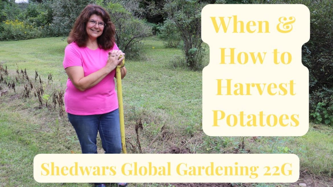 Harvesting Potatoes from Garden Sep 2022 // ShedWars Global Gardening 22G