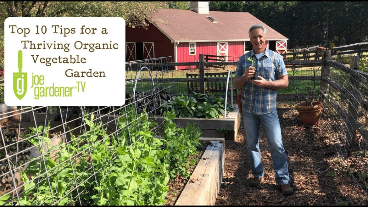 Top 10 Tips For a Thriving Organic Vegetable Garden Top 10 Tips For a Thriving Organic Vegetable Garden
