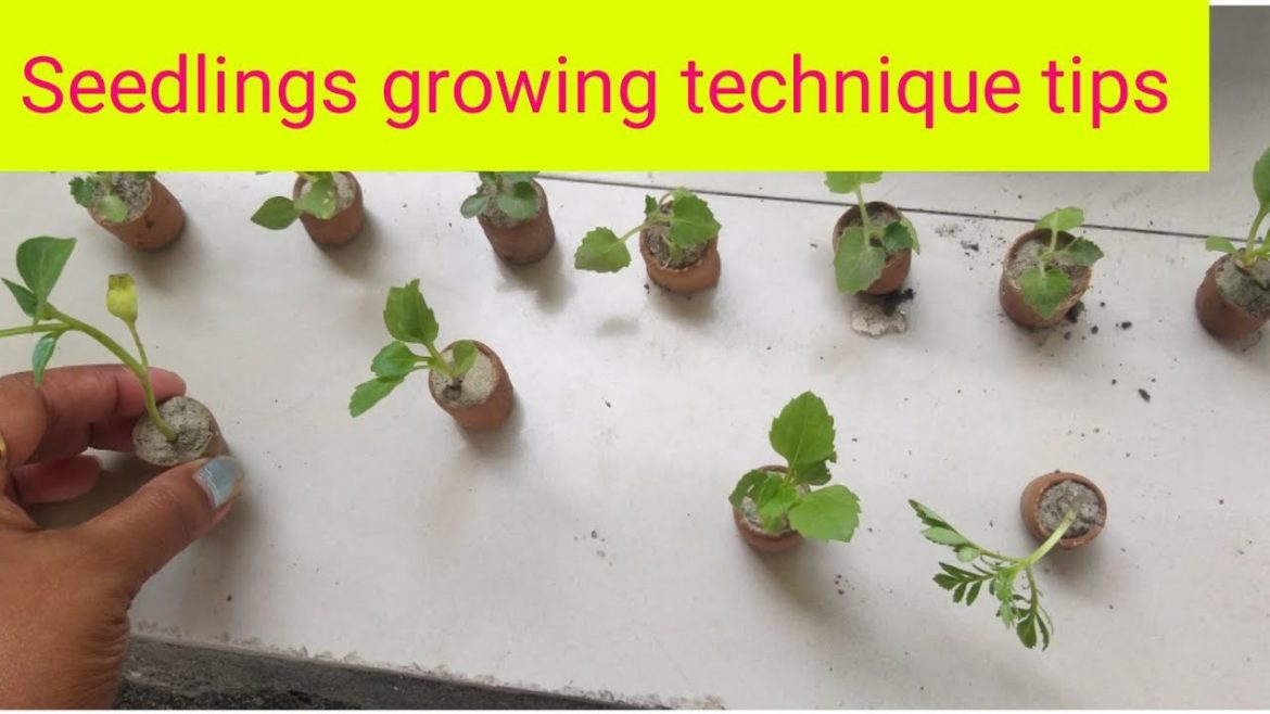 Seedlings growing technique Method / How to grow small seedlings / Garden tips