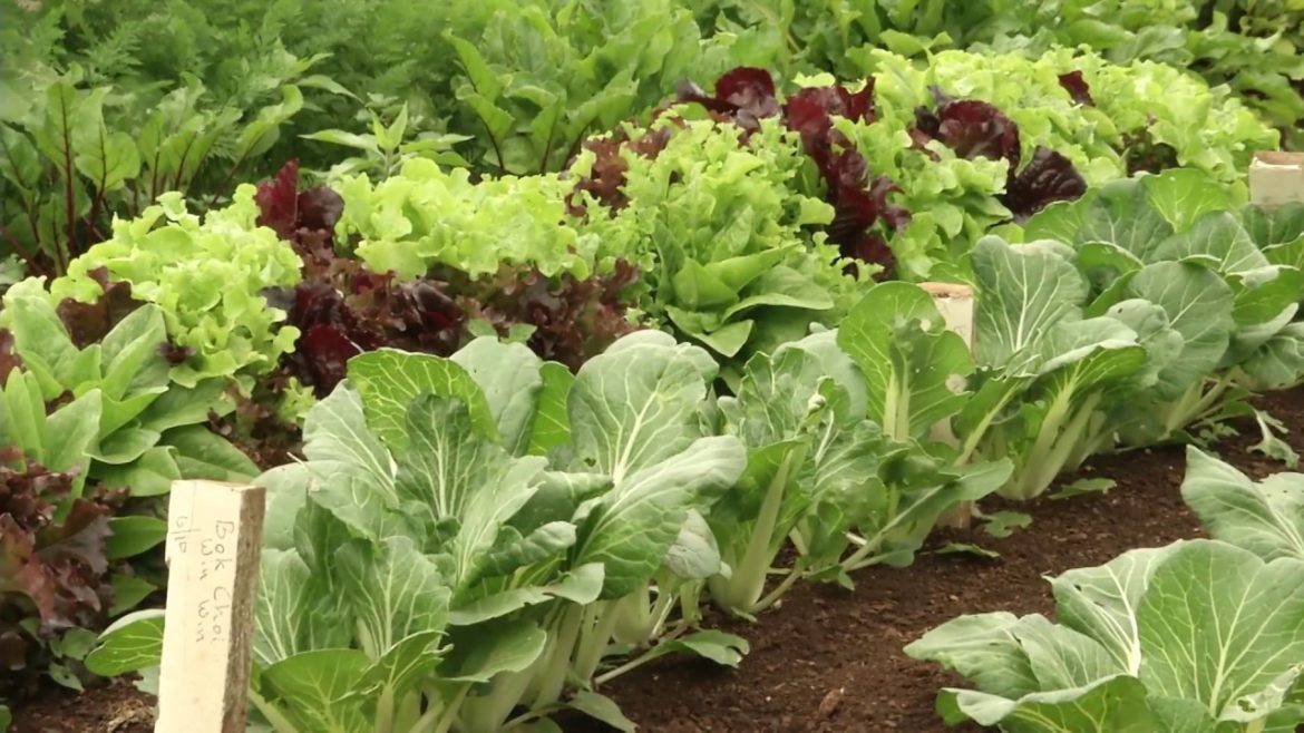 HOME GROWN An Australian Vegetable Garden HOME GROWN An Australian Vegetable Garden