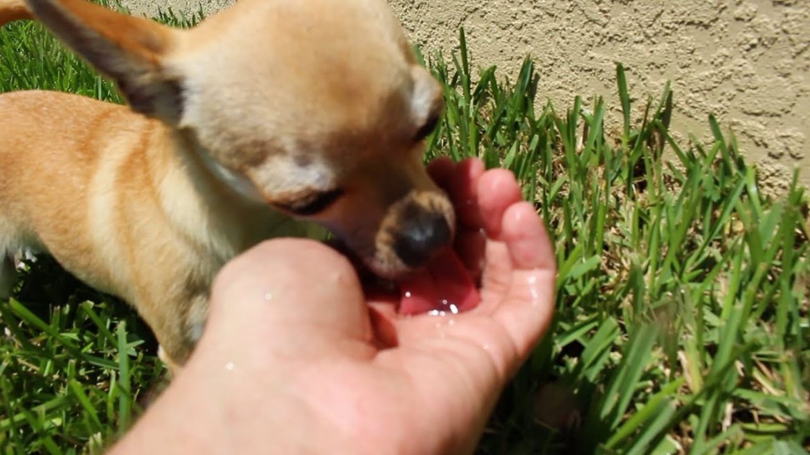 The Backyard Ideas for ASMR. Backyard Landscaping. Big Backyard Landscape. The Backyard Ideas for ASMR. Backyard Landscaping. Big Backyard Landscape.