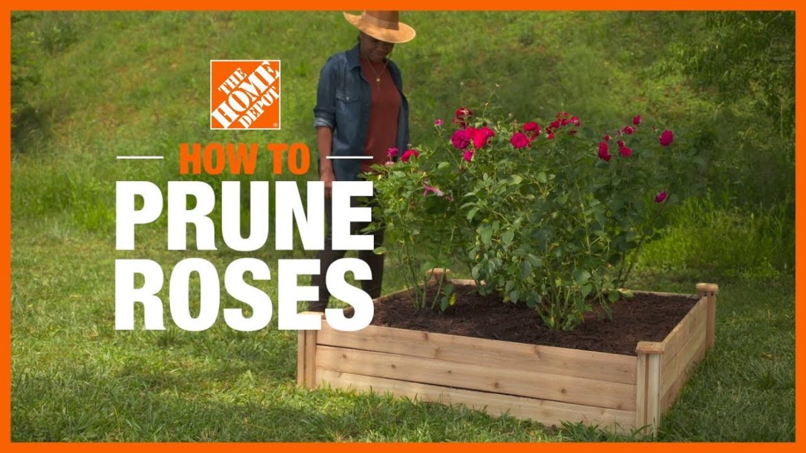 How to Prune Roses | Gardening Tips and Projects | The Home Depot How to Prune Roses | Gardening Tips and Projects | The Home Depot