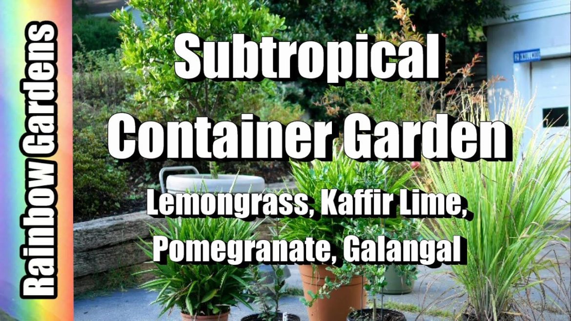 Subtropical Container Garden (Zone 6b) Pomegranates! Kaffir Lime, Galangal, Lemongrass in Smart Pot