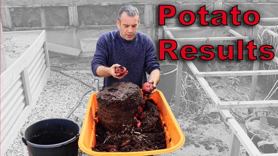 Was My POTATO HARVEST Prediction RIGHT! Was My POTATO HARVEST Prediction RIGHT!