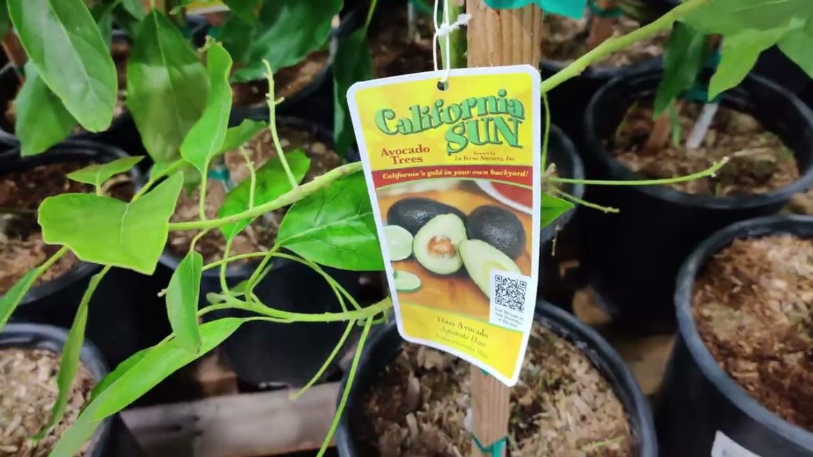 Costco Garden Supplies & Costco and Lowe's Haul Costco Garden Supplies & Costco and Lowe's Haul