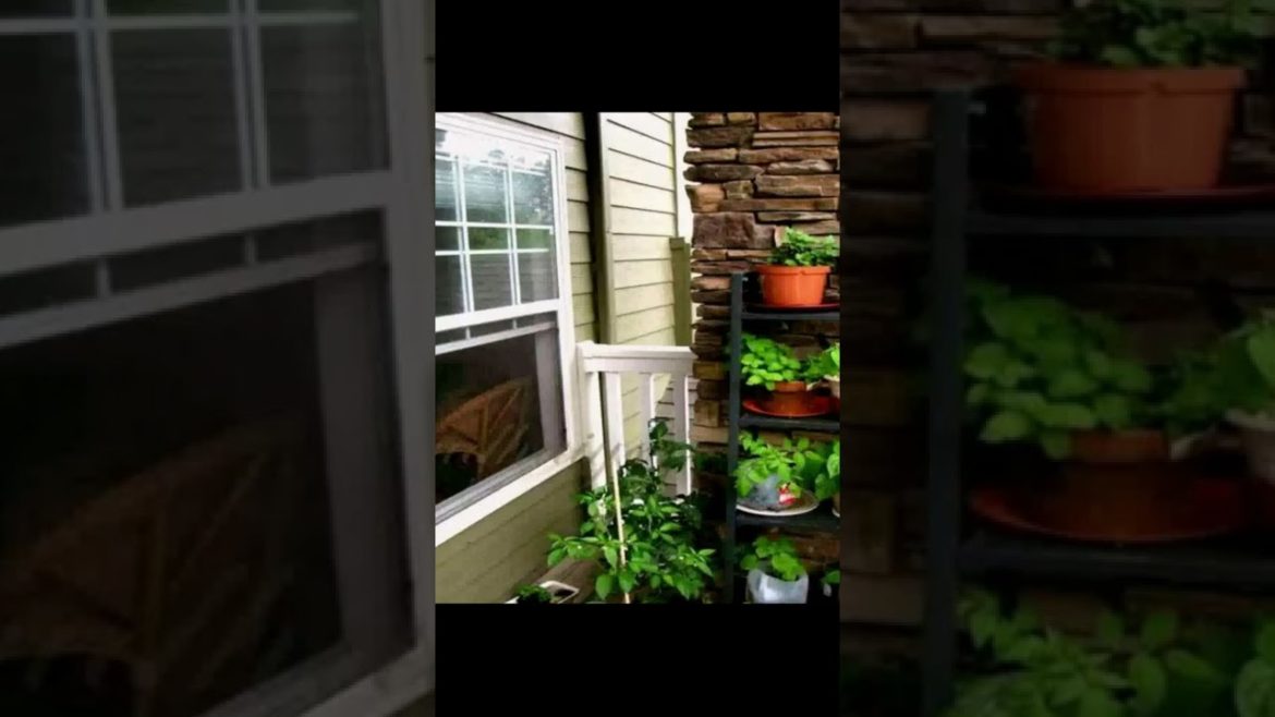 Landscape Desing ideas Best ideas for  garden and landscape #230 #shorts 47