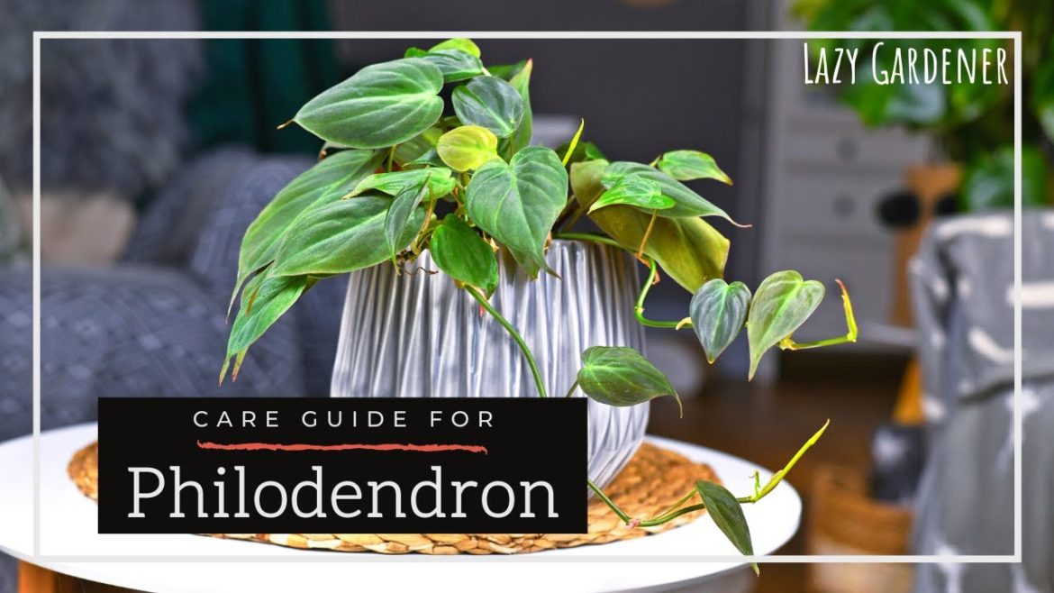 Philodendron Houseplant Care Tips | How to get Big Philodendron Leaves | Lazy Gardener Philodendron Houseplant Care Tips | How to get Big Philodendron Leaves | Lazy Gardener