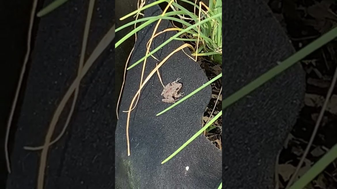 A Tiny Toad Lives in my Container Garden August 22, 2022 #shorts A Tiny Toad Lives in my Container Garden August 22, 2022 #shorts