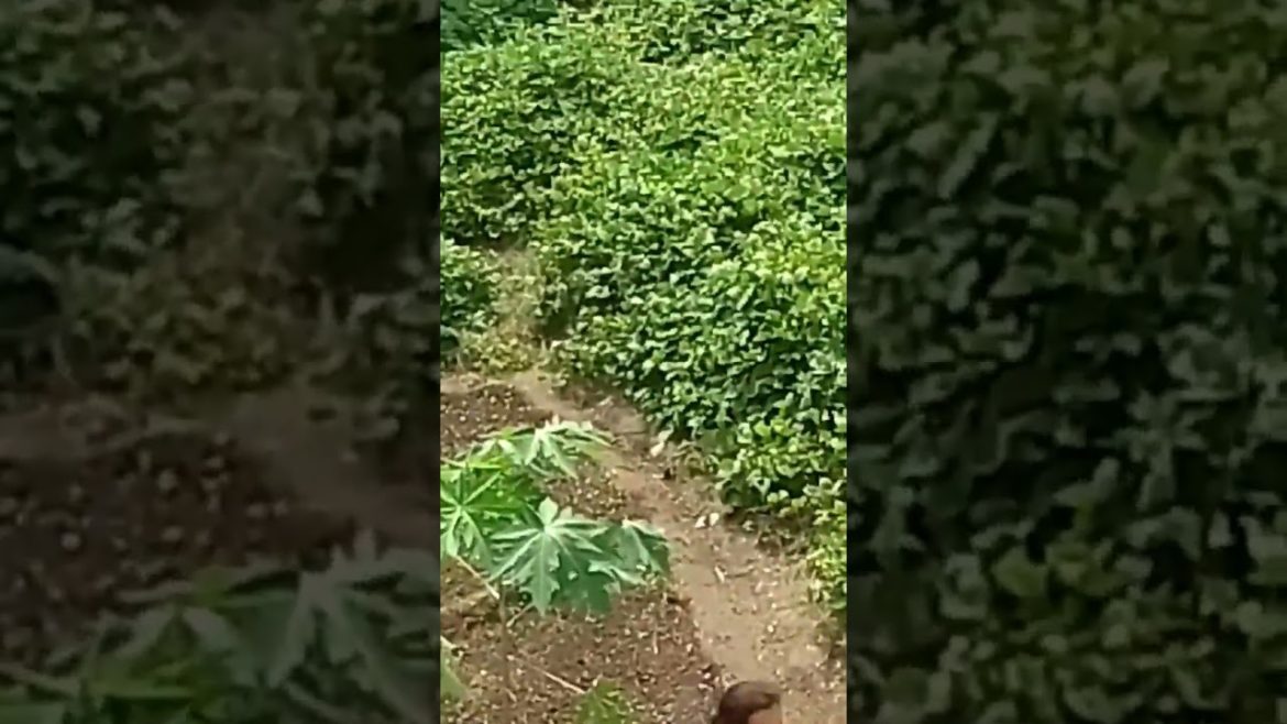 Beans Coriander Or Garlic Have Grown In My Farm #shorts #youtubeshorts
