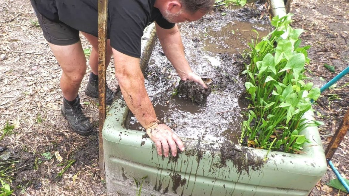Growing Food in a Muddy Bog Raised Bed | Taro and Arrow Head Growing Food in a Muddy Bog Raised Bed | Taro and Arrow Head