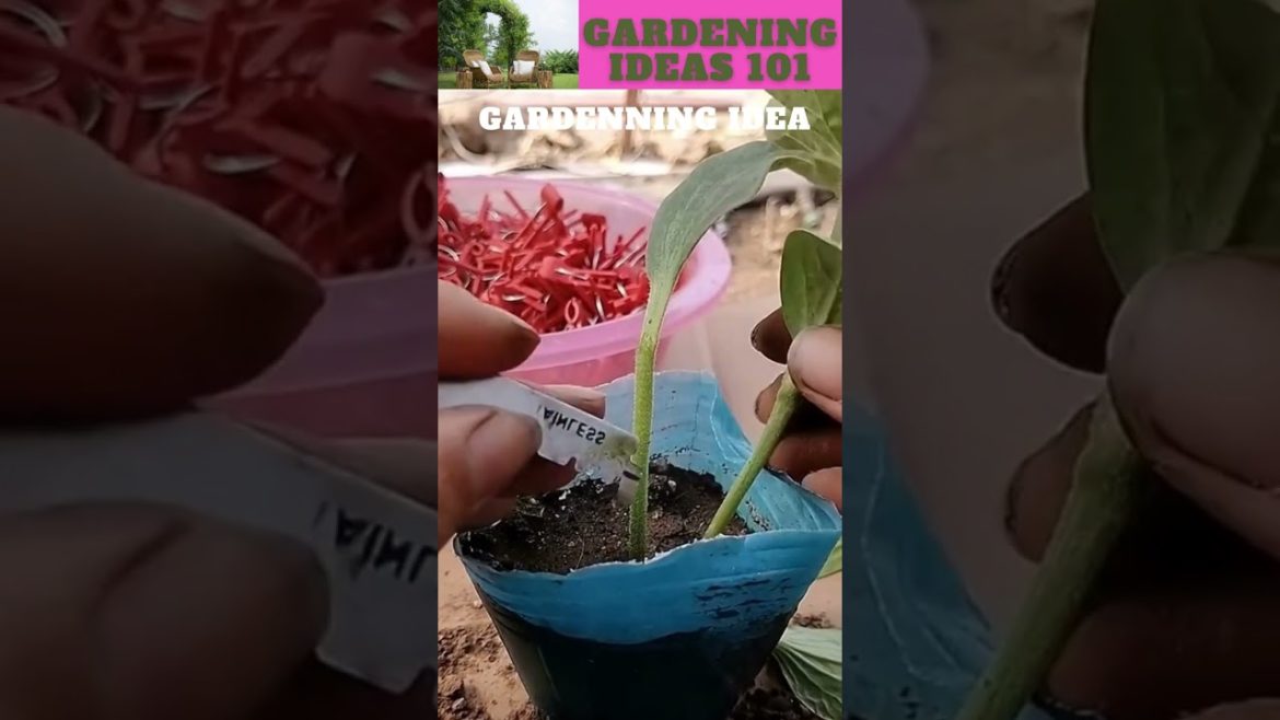 Grafting watermelon seedlings like this can improve.🌱😁 😆🌴🌱🌿/gardening ideas😇@Sunil Marchant