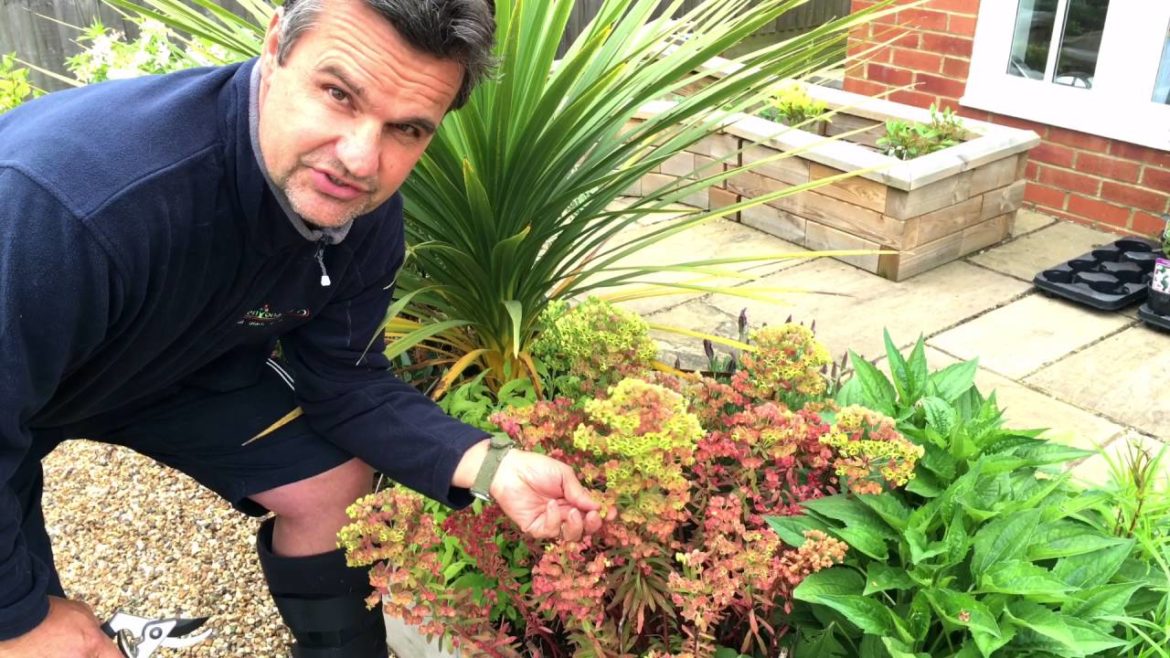 Antony's Gardening Tips - Euphorbia