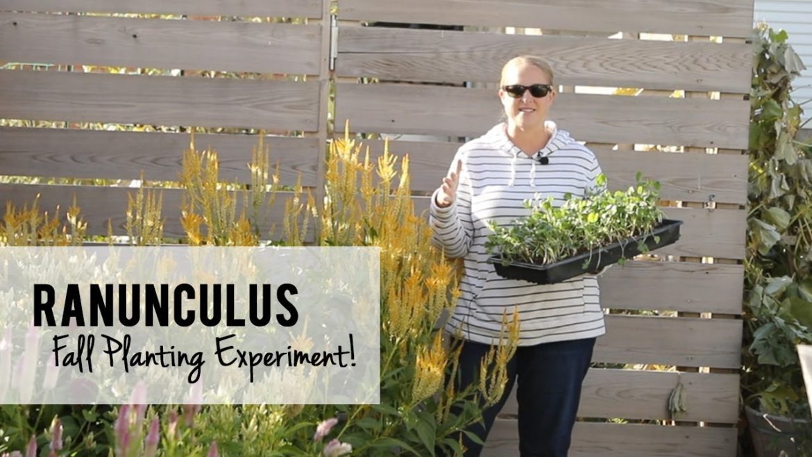 Ranunculus Update! My Fall Planting Experiment! Growing Cut Flowers – Sunshine and Flora Ranunculus Update! My Fall Planting Experiment! Growing Cut Flowers - Sunshine and Flora