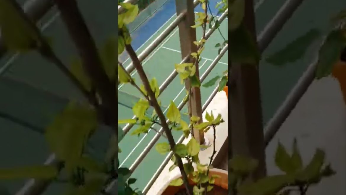 Small balcony Garden 😌 #shorts#garden #different types of plants 🪴 😄 😀#youtubeshorts #shortvideo #