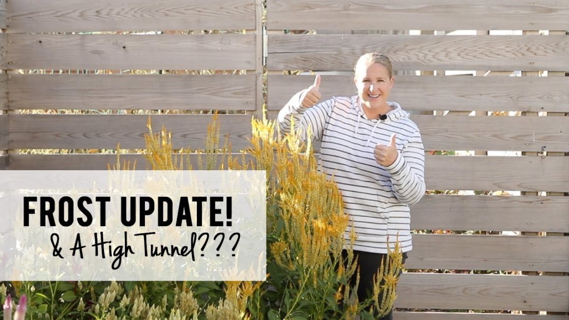 Frost Update!!!  And A High Tunnel?????  Growing Cut Flowers - Sunshine and Flora