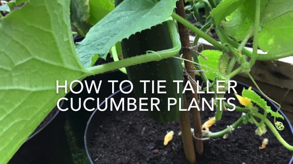 How to Tie Cucumber Plants, Tying Up Cucumber Plants, Vegetable Gardening