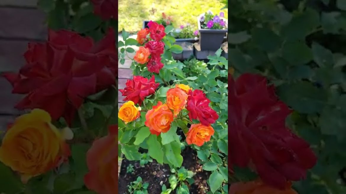 Beautiful roses in my backyard garden!