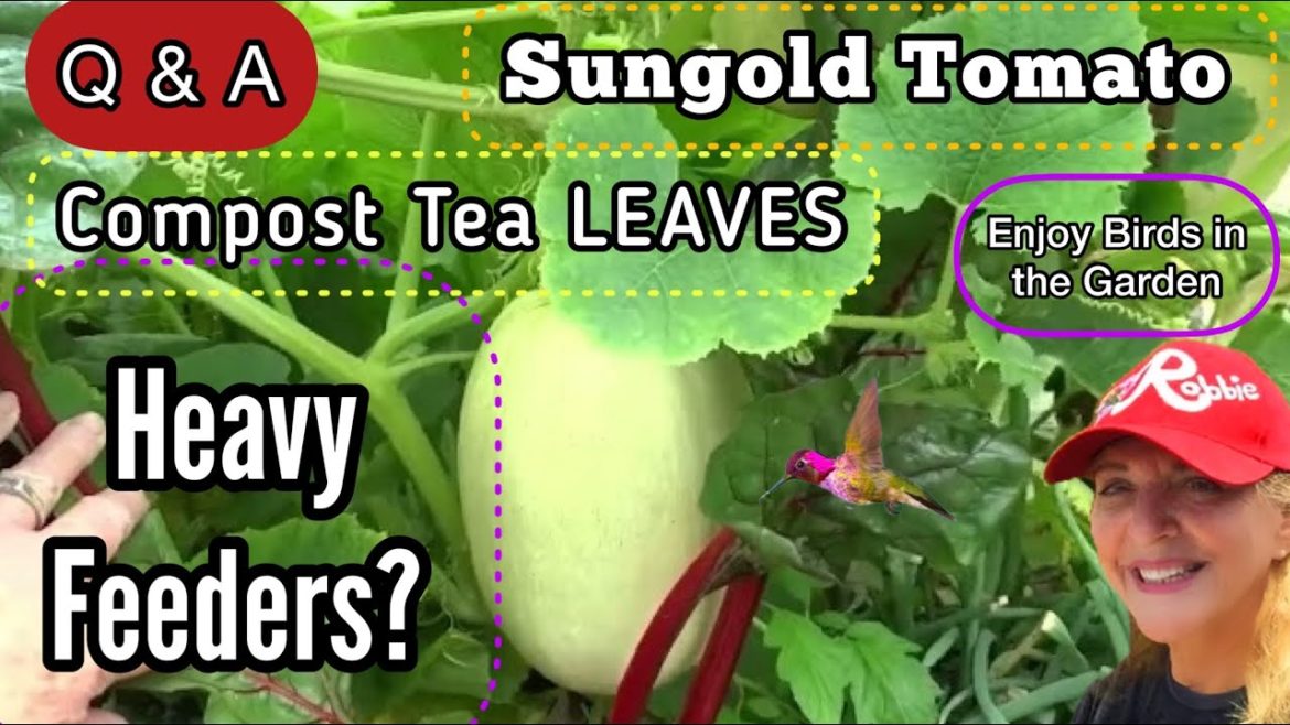 How to Grow Vegetables for BIG Production, Heavy Feeders Plants, Compost Tea Leaves, Sungold Tomato How to Grow Vegetables for BIG Production, Heavy Feeders Plants, Compost Tea Leaves, Sungold Tomato