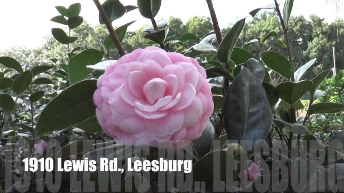 Leesburg Gardening and Landscape Center - Buy Plants Direct