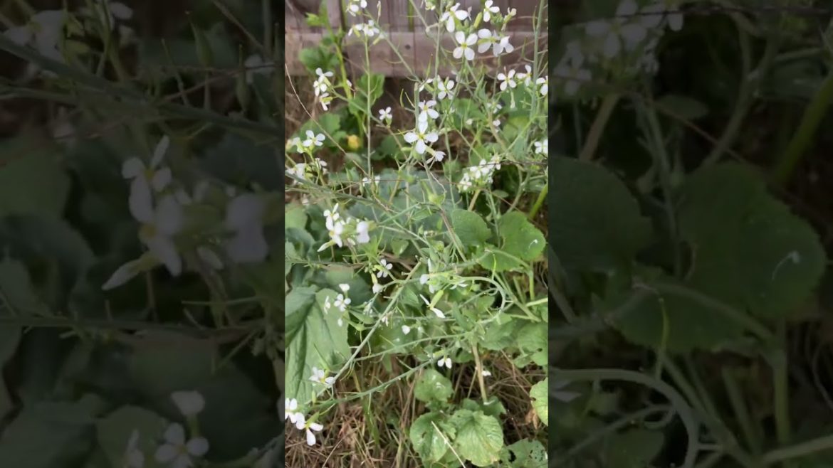Radish Seed Pods Are Edible!