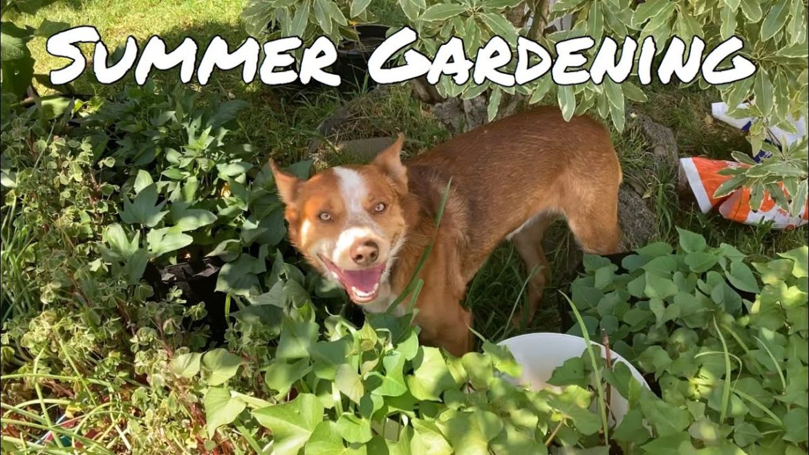 Dry summer gardening, Hot weather vegetable gardening, Gardening in dry climates