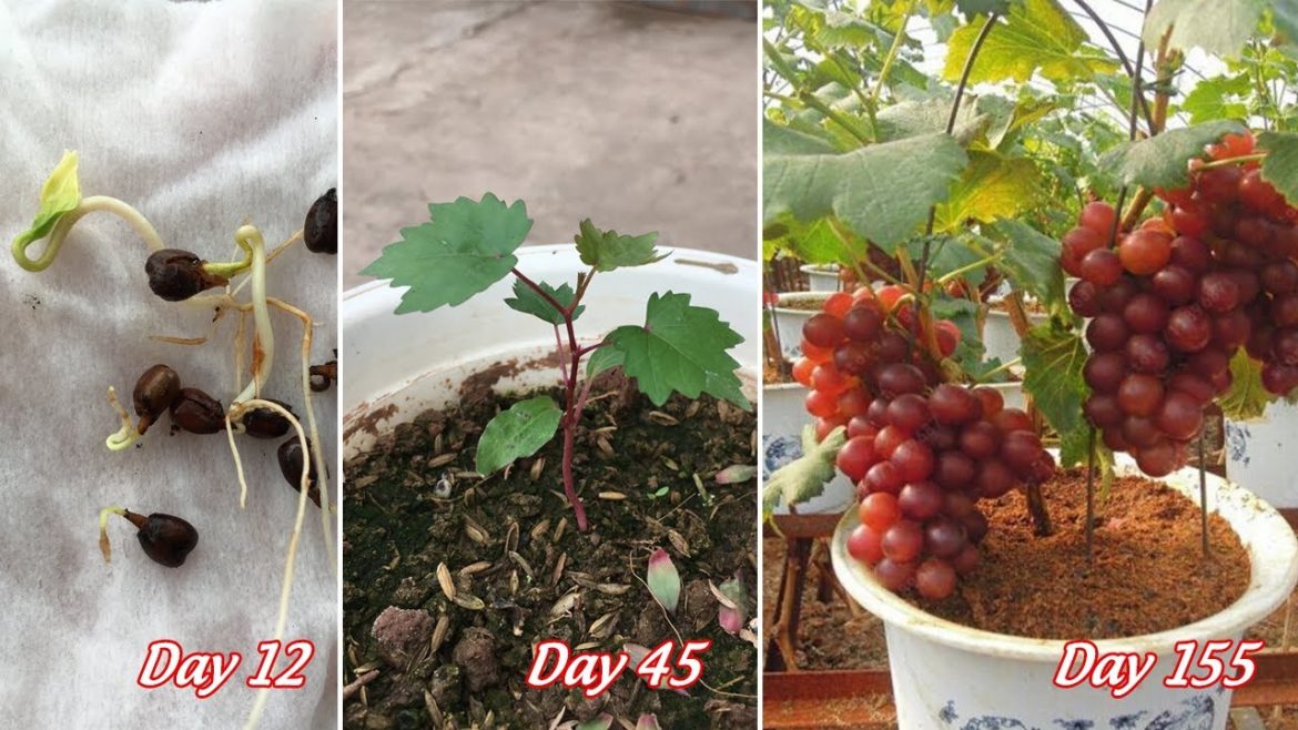 Tips for growing grapes from seeds for gardeners | how to grow grapes from seeds