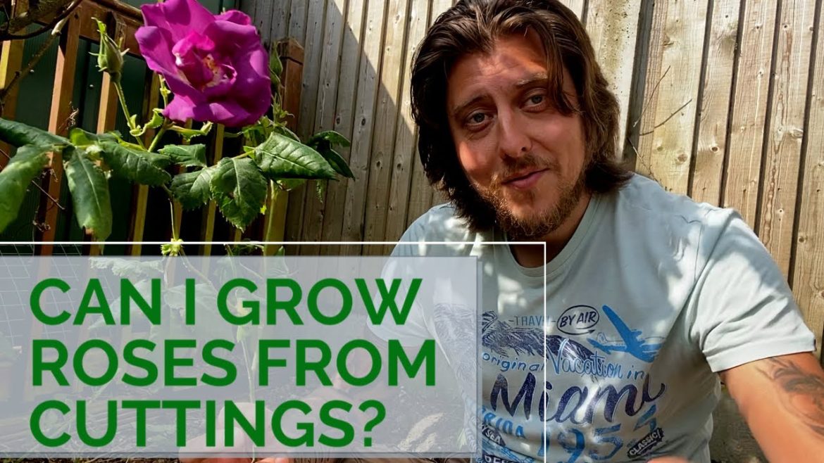 How To Grow Roses From Cuttings Using Honey | Garden Tips